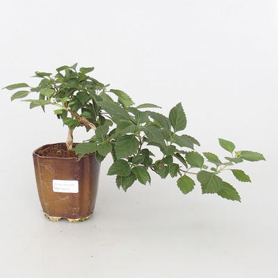 Room bonsai-Lantana camara-Libora variable - 2