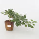 Room bonsai-Lantana camara-Libora variable - 2/2