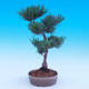 Outdoor bonsai - Small tree bark - Pinus parviflora glauca - 2/7