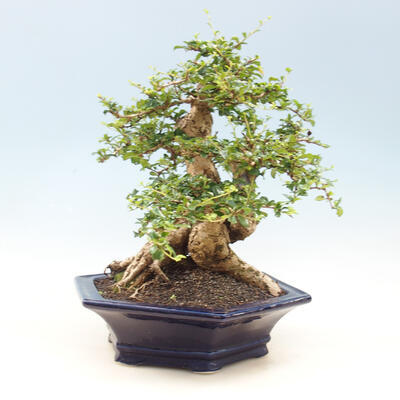 Room bonsai - Carmona macrophylla - tea fuki - 2