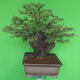 Indoor bonsai - Akacia Arabica - 2/7