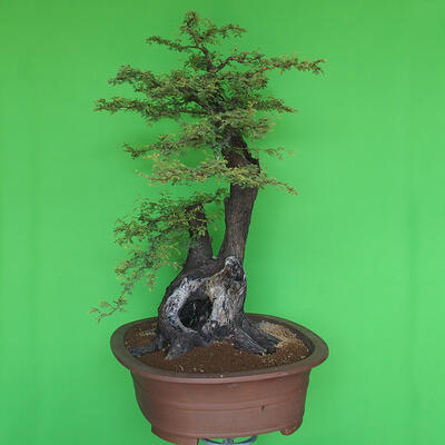 Indoor bonsai - Akacia Arabica - 2