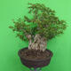 Indoor bonsai - Bouganwilea - 2/6