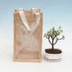 Room bonsai in a gift bag - JUTA - 2/2