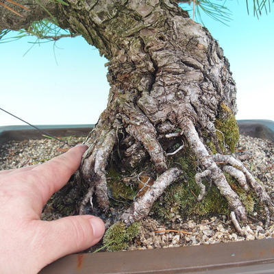 Outdoor bonsai - Pinus thunbergii - Thunberg Pine - 2