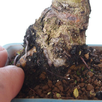Outdoor bonsai - Ulmus parvifolia SAIGEN - Small-leaved elm - 2
