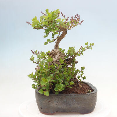 Outdoor bonsai - Syringa Meyeri Palibin - Meyer's Lilac - 2