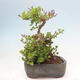 Outdoor bonsai - Syringa Meyeri Palibin - Meyer's Lilac - 2/7