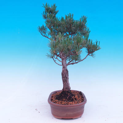 Outdoor bonsai - Small tree bark - Pinus parviflora glauca - 2