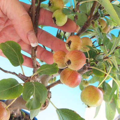 Outdoor bonsai - Malus halliana - Malplate apple tree - 2