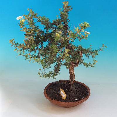 Outdoor Bonsai-Mochna Shrubs - Dasiphora fruticosa White - 2