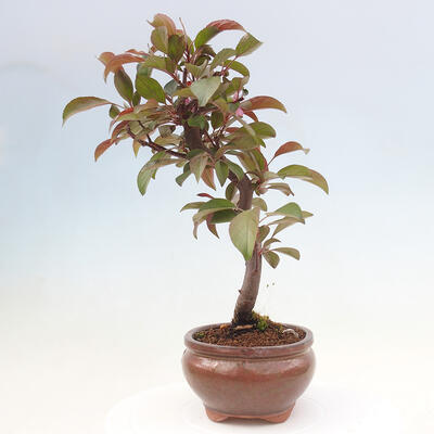 Outdoor bonsai - Malus domestica - Small-fruited red-leaved apple tree - 2