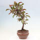 Outdoor bonsai - Malus domestica - Small-fruited red-leaved apple tree - 2/6