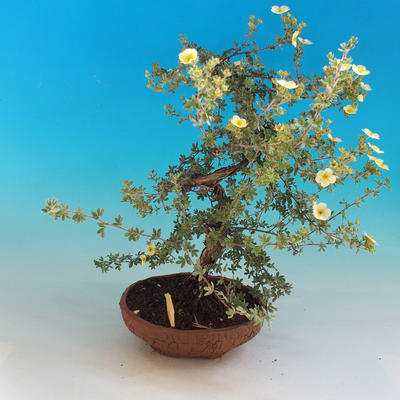 Outdoor Bonsai-Mochna Shrubs - Dasiphora fruticosa Yellow - 2
