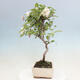 Outdoor bonsai - Malus halliana - Small-fruited apple tree - 2/6