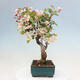 Outdoor bonsai - Malus halliana - Small-fruited apple tree - 2/6