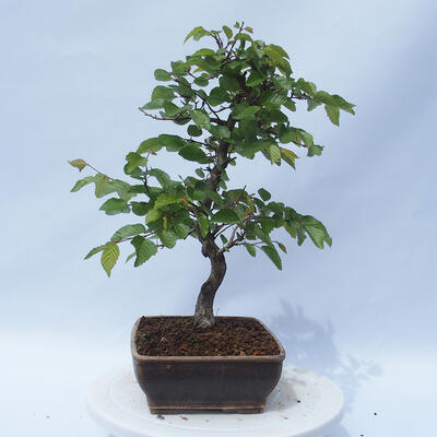 Outdoor bonsai - Carpinus CARPINOIDES - Korean hornbeam - 2