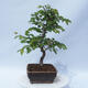 Outdoor bonsai - Carpinus CARPINOIDES - Korean hornbeam - 2/4