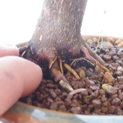 Outdoor bonsai - Acer palm. Atropurpureum-Red palm leaf - 2