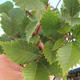 Outdoor bonsai-Ulmus Glabra-Solid stiff - 2/2