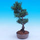 Outdoor bonsai - Small tree bark - Pinus parviflora glauca - 2/6