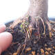 Outdoor bonsai - Acer palm. Atropurpureum-Red palm leaf - 2/5