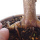Outdoor bonsai - Acer palm. Atropurpureum-Red palm leaf - 2/5