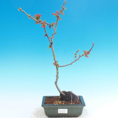 Outdoor bonsai - Chaneomeles japonica - Japanese Quince - 2
