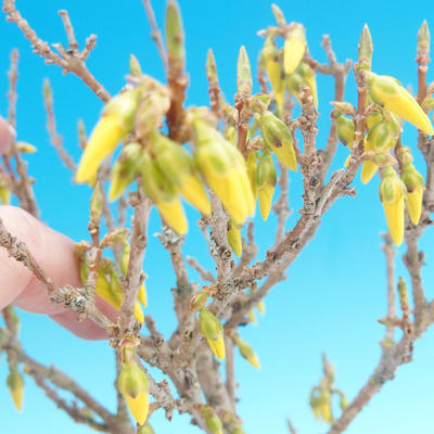 Outdoor bonsai - Zlatice - Forsythia intermedia Week End - 2