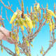 Outdoor Bonsai - Forsythia intermedia Week End - 2/2