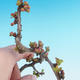 Outdoor bonsai - Chaneomeles japonica - Japanese Quince - 2/4