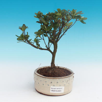 Outdoor bonsai - Rhododendron sp. - Azalea pink - 2