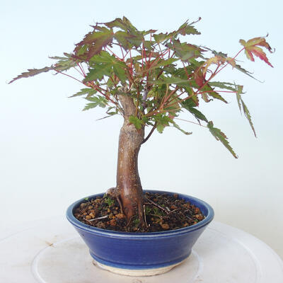 Outdoor bonsai - Maple palmatum sangokaku - Maple palm leaf - 2