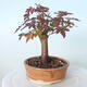 Outdoor bonsai - Maple palmatum sangokaku - Maple palm leaf - 2/5