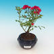 Rosa Rote The Fairy - parviforum red roses - 2/2