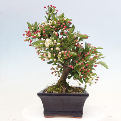 Outdoor bonsai - Malus sargentii - Small-fruited apple tree - 2