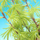 Outdoor bonsai - Pseudolarix amabilis - Pamodřín - 2/2