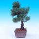 Outdoor bonsai - Small tree bark - Pinus parviflora glauca - 2/7