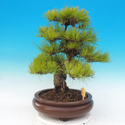 Outdoor bonsai - Pinus densiflora - red pine - 2