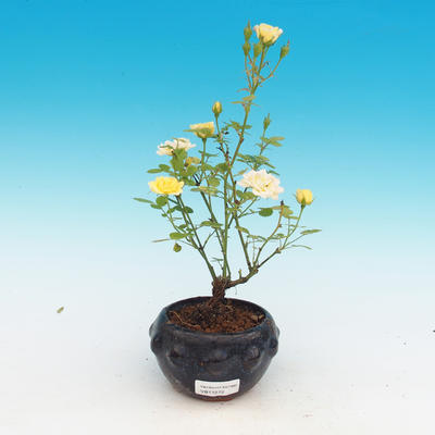 Rosa Yelow - parviforum yellow roses - 2