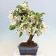 Outdoor bonsai - Malus halliana - Small-fruited apple tree - 2/7