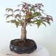 Outdoor bonsai - Maple palmatum DESHOJO - Maple palmate - 2/6