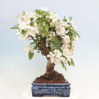 Outdoor bonsai - Malus halliana - Small-fruited apple tree - 2