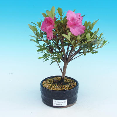 Outdoor bonsai - Rhododendron - 2