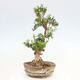 Room bonsai - Buxus harlandii - cork buxus - 2/6