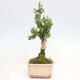 Room bonsai - Buxus harlandii - cork buxus - 2/6