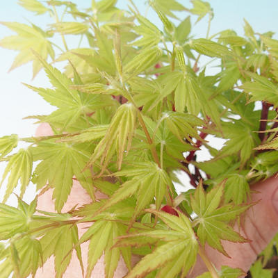 Outdoor bonsai - Acer pal. Sango Kaku - Palm Leaf Maple - 2