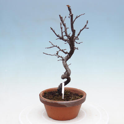 Outdoor bonsai - Chaneomeles chinensis - Chinese Quince - 2