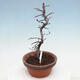 Outdoor bonsai - Chaneomeles chinensis - Chinese Quince - 2/4