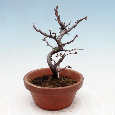 Outdoor bonsai - Chaneomeles chinensis - Chinese Quince - 2